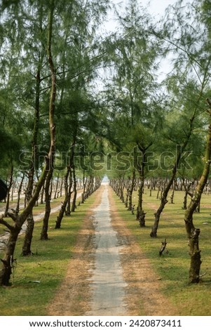 Path in the forest of jhau trees, natural scenes as a background