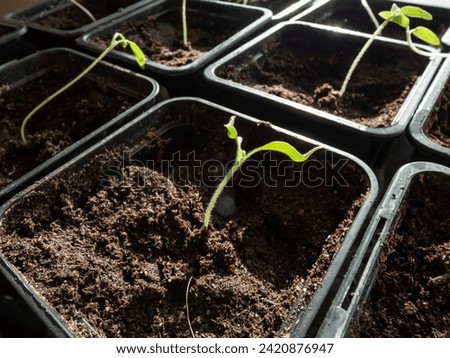 Macro shot of green tomato plant seedlings growing in a pot on the window sill in bright sunlight. Vegetable seedling in pot. Indoor gardening and germinating seedlings Royalty-Free Stock Photo #2420876947
