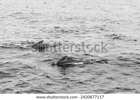 The monochromatic tones of the sea highlight a pod of pilot whales, with a calf among them, in the textured waters off Andenes, Norway (vintage photo effect)