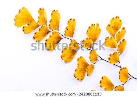Withered adiantum leaves and white background