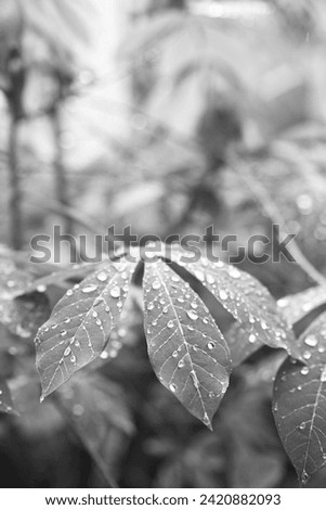 cassava leaves on the page photographed in black and white