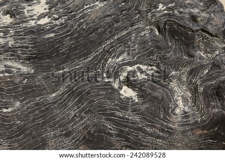 wood texture. background old panels 