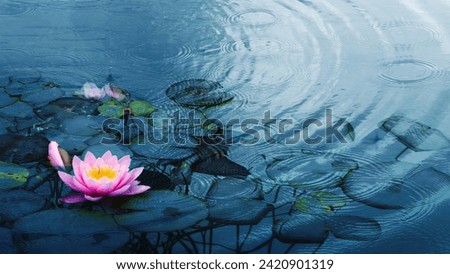 closeup of a beautiful water liliy plant underwater in a pond on a rainy summer day, nature scene background concept with copy space for spa, garden and relaxation