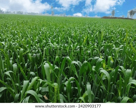 green wheat with beautiful sky 