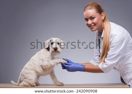 Do not be scared. A beautiful female vet trying to soothe a little cute dog giving a paw while standing against grey background