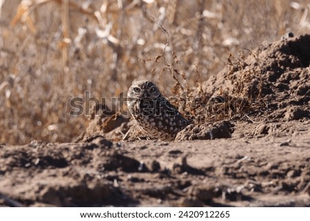  Burrowing Owl (Athene cunicularia)  Bosque del Apache,wildlife reserve , New Mexico,USA Royalty-Free Stock Photo #2420912265