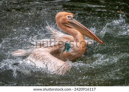 Pelican that has just landed on water surface in zoo ljubljana