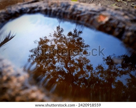 The beautiful reflection in tree root on water.
The leaf reflection  in root reserved water.
