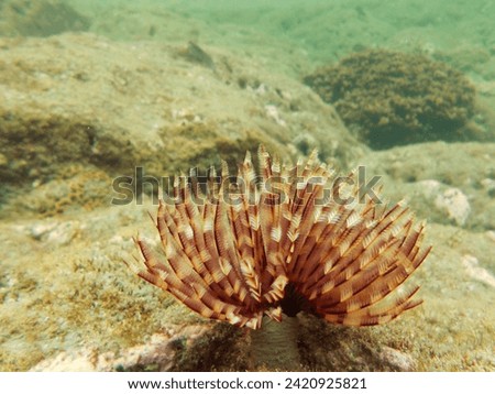 A feather duster worm (Sabellastarte indica) stretches its tentacles at the intertidal zone at day in Penghu.