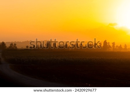 Silhouette of trees with a golden sunset background