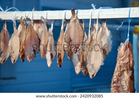 Samcheok City, South Korea - December 28, 2023: Halibut fish drying on racks, a traditional method of preservation seen at Chogok Port, showcasing local culinary practices.