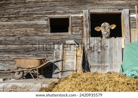 A young cow looks out of a stable window Royalty-Free Stock Photo #2420935579
