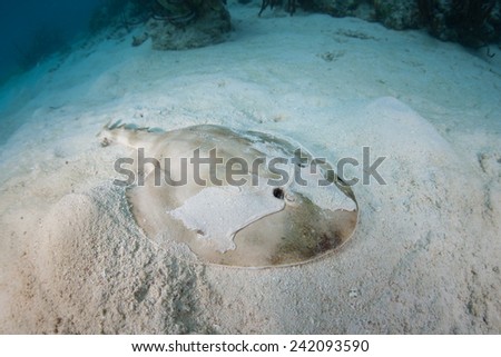 A Lesser electric ray (Narcine bancroftii) lays on a sandy seafloor off the coast of Belize in the Caribbean Sea. This species can generate about 14 to 37 volts to stun prey or defend themselves. Royalty-Free Stock Photo #242093590