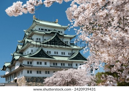 Nagoya Castle with white sakura or cherry tree foliage blossom and blue sky in spring, Japan. Famous travel landmark or Holiday maker destination in Aichi, Chubu Royalty-Free Stock Photo #2420939431