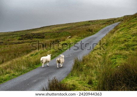 Single Lane Road With Sheep Through Snowdonia National Park In North Wales, United Kingdom Royalty-Free Stock Photo #2420944363