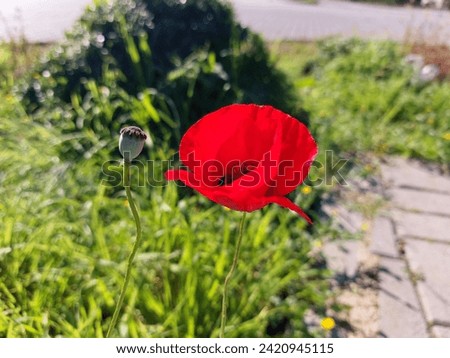 Red poppy on the street close-up