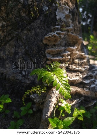 Ferns grow on tree trunks.