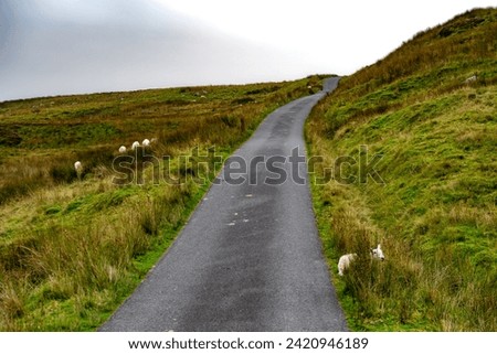 Single Lane Road With Sheep Through Snowdonia National Park In North Wales, United Kingdom Royalty-Free Stock Photo #2420946189