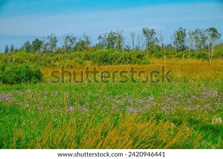 Poium-limnodium. Northern grassy marshes. Lush green and blooming swamp meadow in summer steady low water level Royalty-Free Stock Photo #2420946441