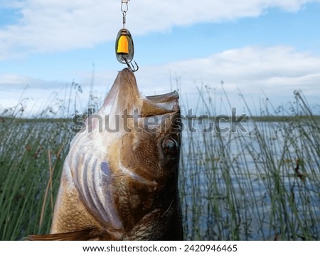 Trophy fishing. This European Perch (rivers perch) weighing 1.2 kilograms was caught spinning in the northern lake. Great Club-rush as background Royalty-Free Stock Photo #2420946465