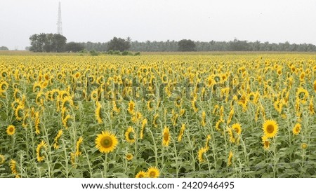 sunflower is a familiar plant that has large flower heads. they are iconic easy to grow plants