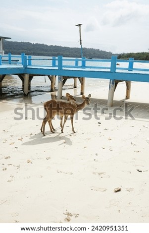 These are deers in seashore Peucang Island. I taken these pictures when i went to Peucang Island. Deer are looking for foods in seashore Peucang Island. in the night the deer back to Peucang jungle 