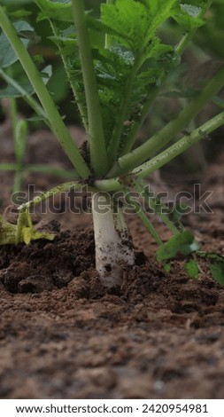 amazing view of reddish vegetable in the field 