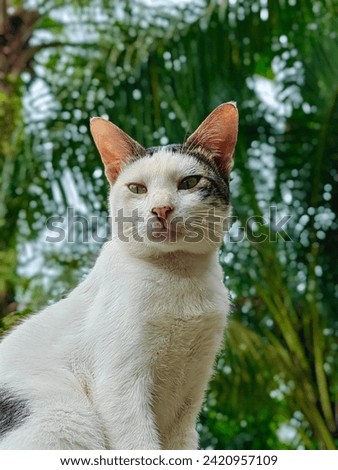 Cute cat is sitting pensively on a piece of wood