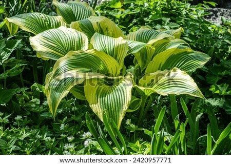 Brightly variegated foliage of Hosta 'Queen Josephine' Royalty-Free Stock Photo #2420957771
