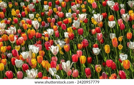 Colorful fields of tulips proclaim the arrival of Spring