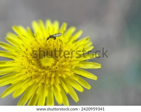 close up picture of Dandelion flower.
