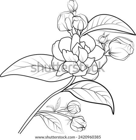 Detailed flower coloring pages, sketch contour bouquet of jasmine flowers, Sketch jasmine flower drawing, flower cluster drawing, Easy flowers coloring pages, jasmine flowers tattoo desing