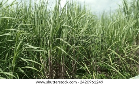 Sugarcane is a plant grown as raw material for sugar and vetsin. This plant can only grow in tropical climates. This plant is a type of grass.