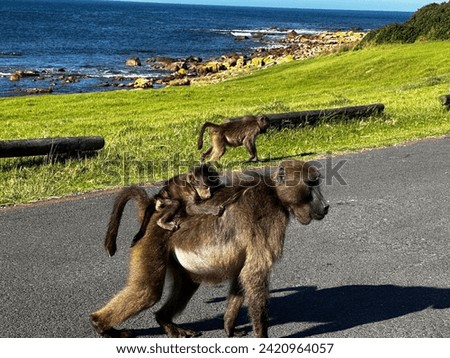 Baboon mother and baby at Buffelsbay in Cape Point Nature Reserve, Cape Town, South Africa