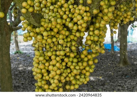 Fresh young Longkong or Burmese grape fruit taken using a flash light. selective focus, daylight, Warm sunlight