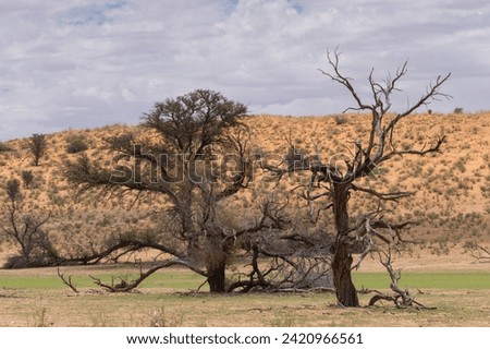 The view of dead trees with red dunes and sky in background. Photo from kgalagadi transfrontier park in south africa.