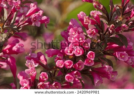 A pink flower Weigela florida close-up. Pink garden flowers growing in a bed Royalty-Free Stock Photo #2420969981