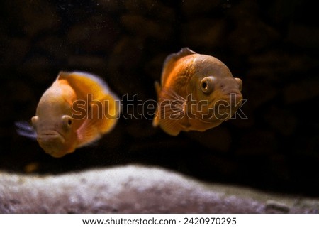 Two little orange fish swimming in an aquarium