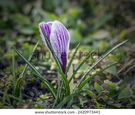 In early spring, a pink crocus bloomed in the garden. Its petals and leaves are covered with raindrops. Photo on a background of green grass