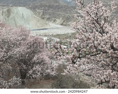 cherry blossom season in hunza GB Pakistan
 Royalty-Free Stock Photo #2420984247