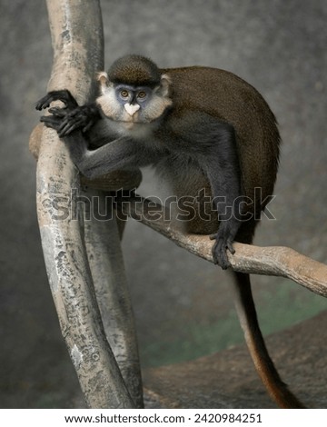 Schmidt's Red-Tailed Guenon (Cercopithecus ascanius schmidt) full body portrait perched on tree branch Royalty-Free Stock Photo #2420984251