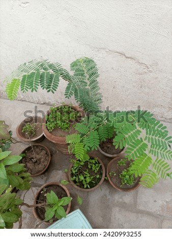 Me and my plants. Sweet busil.rose. Ambly Royalty-Free Stock Photo #2420993255