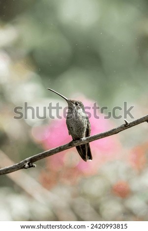 Fiery throated Hummingbird  Panterpe insignis cute little bird