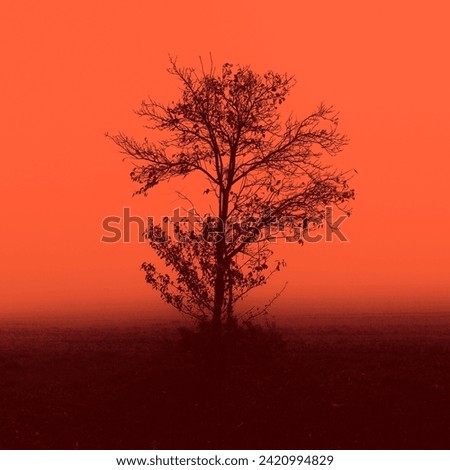 Foggy landscape, lonely black tree in morning mist, magical atmosphere, orange sky, autumn weather