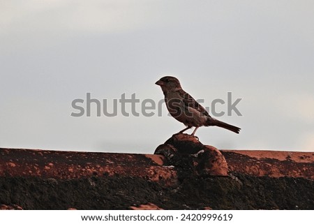 Semi silhouette of a sparrow perched on top of an old red tile roof. Royalty-Free Stock Photo #2420999619