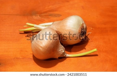 Two dried onion bulbs that sprouted due to humidity. The picture shows the growth of the two onions without soil. The picture reflects the effect of humidity and cold weather on onion growth