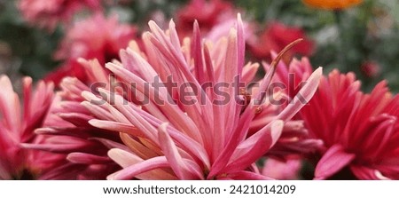 Beautiful premium colourful flower close up wallpaper type background image. 