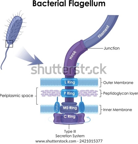 Bacterial flagellum is a tail-like structure that helps bacteria move. Bacteria are single-celled organisms without a nucleus