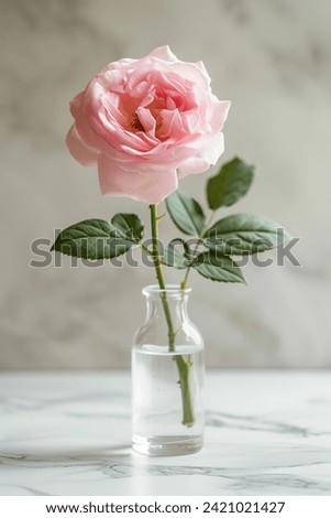 An elegant pink rose stands alone in a clear glass vase, set against a white marble backdrop, symbolizing simplicity and grace. Royalty-Free Stock Photo #2421021427