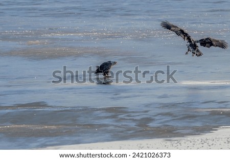 Adult eagle squawks at juvenile eagle as it lands on an icy river. Royalty-Free Stock Photo #2421026373